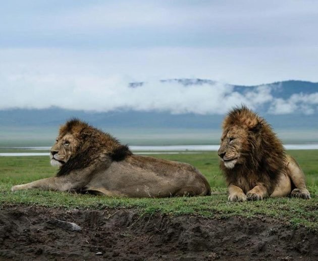 Discover Ngorongoro Crater: The World's Largest Intact Volcanic Caldera in 2027 and 2028