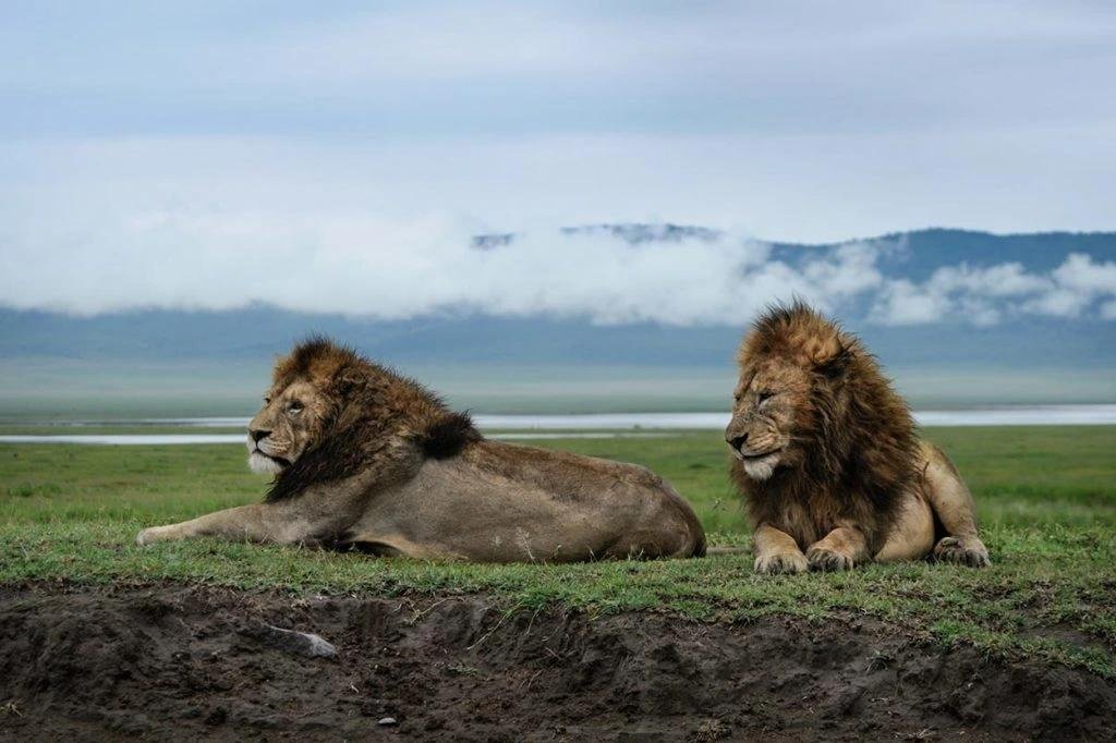 Discover Ngorongoro Crater: The World's Largest Intact Volcanic Caldera in 2027 and 2028