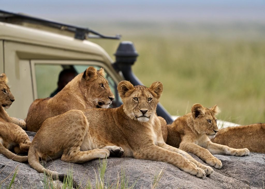 Serengeti vs Ngorongoro: Which Safari Is Better for 2027? Complete Tanzania Safari Comparison