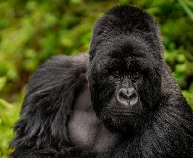 Best Gorilla Trekking Tour Packages in Rwanda 2027–2028: Complete Safari Guide and Itineraries