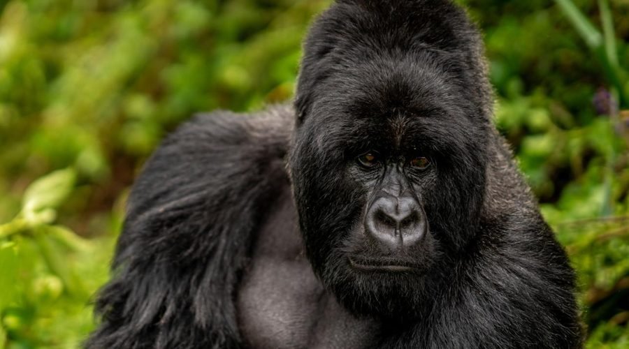 Best Gorilla Trekking Tour Packages in Rwanda 2027–2028: Complete Safari Guide and Itineraries