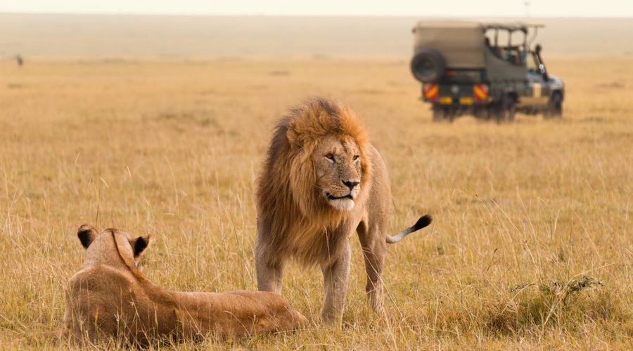 Best Masai Mara Safari, Kenya 2027–2028: Your Ultimate Safari Experience