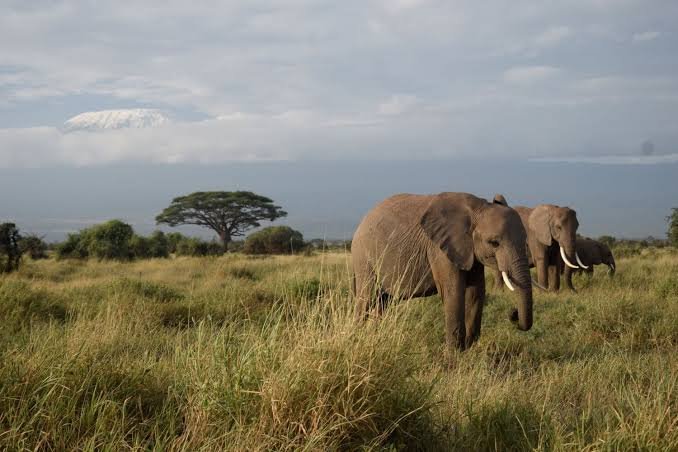 The Best of Amboseli National Park in Kenya: Your 2027/2028 Safari Guide