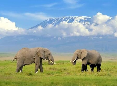 The Best of Amboseli National Park in Kenya: Your 2027/2028 Safari Guide