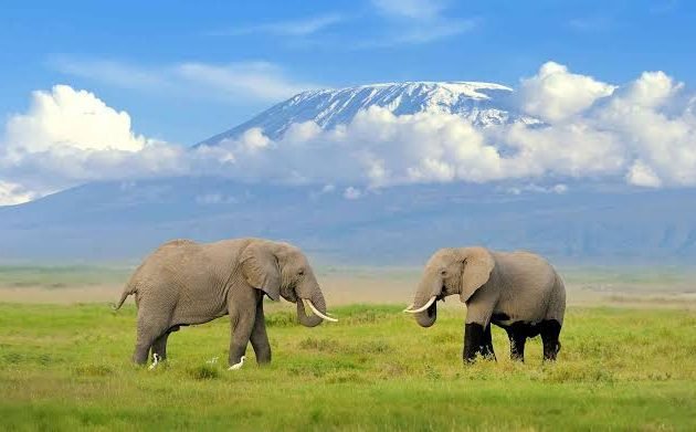 The Best of Amboseli National Park in Kenya: Your 2027/2028 Safari Guide