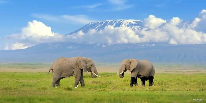 The Best of Amboseli National Park in Kenya: Your 2027/2028 Safari Guide