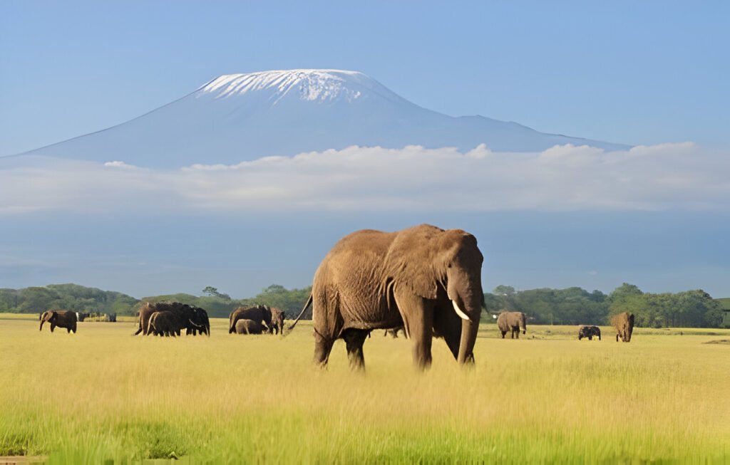 Kenya Maasai Mara-The Ultimate 2025 Safari