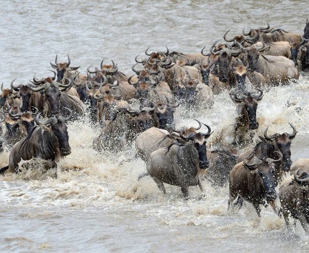 The Best Months for a Tanzania Wildlife Safari in 2027 and 2028: Complete Month-by-Month Guide