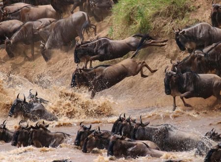 2027 Wildebeest Migration in Tanzania: 10 Must-Know Facts Before Booking Your Safari
