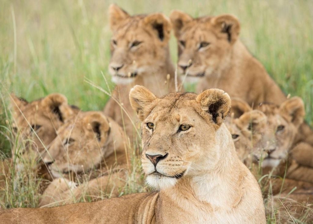 Best Months for a Tanzania Safari in 2027 & 2028: Wildlife Encounters, Weather and Travel Tips Best Months for a Tanzania Safari in 2027 & 2028: Wildlife Encounters, Weather and Travel Tips