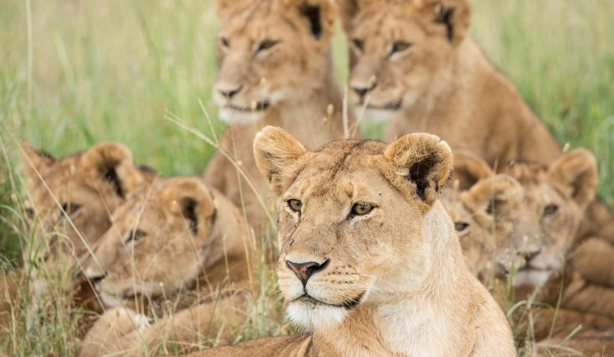 Best Months for a Tanzania Safari in 2027 & 2028: Wildlife Encounters, Weather and Travel Tips