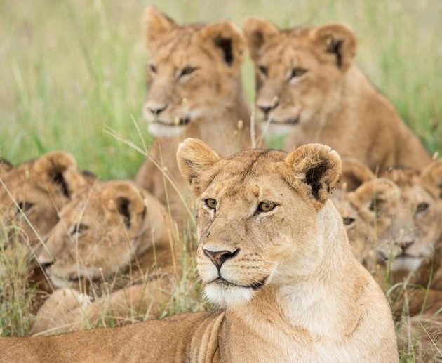 Serengeti vs Ngorongoro: Which Safari Is Better for 2027 and 2028?