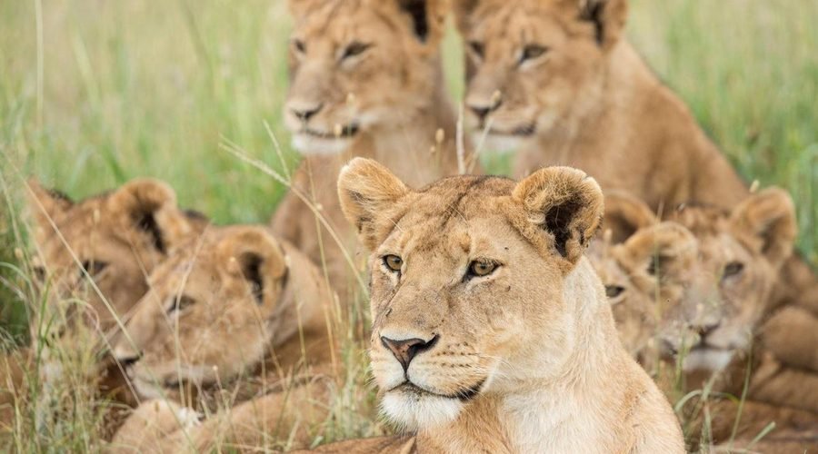 Serengeti vs Ngorongoro: Which Safari Is Better for 2027 and 2028?