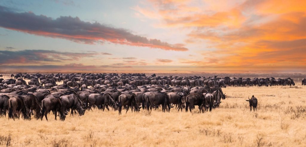 Our Complete Guide to Arusha Safaris in Tanzania for 2027 and 2028