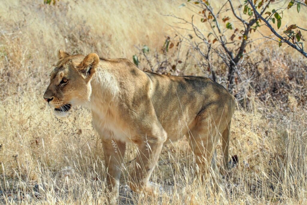 What Animals Will I See on Safari in Tanzania? 