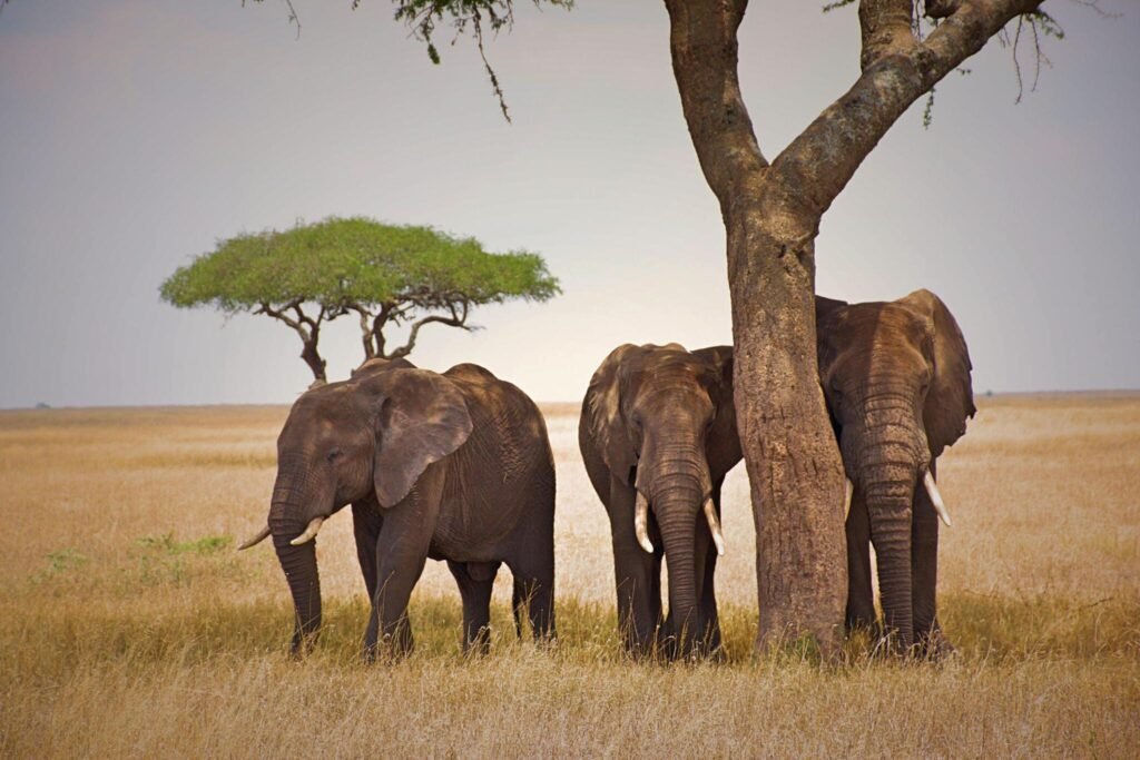 The Ultimate 5 Days Serengeti Safari Tour Itinerary and Cost The Ultimate 5 Days Serengeti Safari Tour Itinerary and Cost