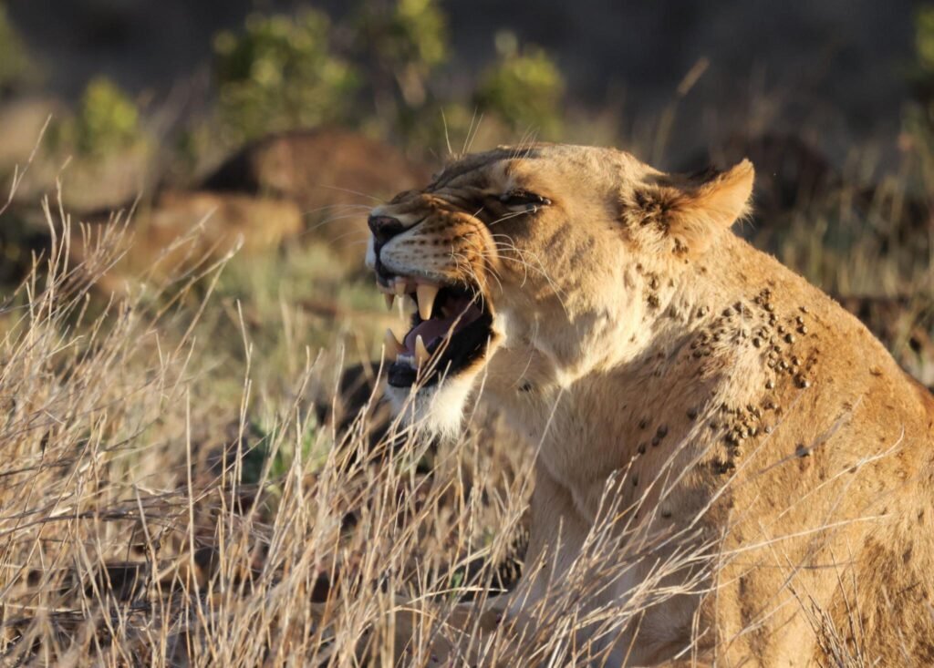 How to Have a Lion King African Safari: A 2025-2026 Guide How to Have a Lion King African Safari