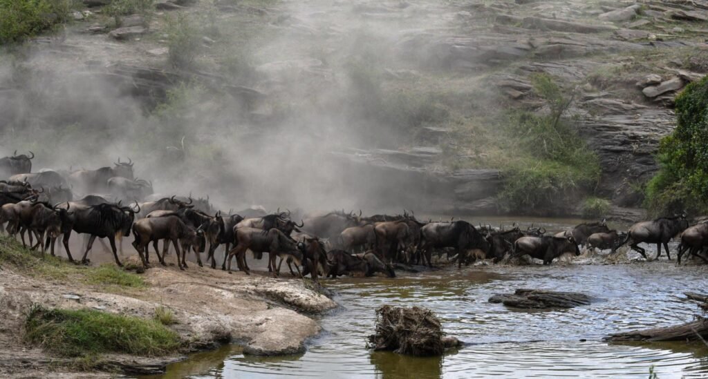 The Ultimate 5 Days Serengeti Wildebeest Migration Safari 2025-2026 The Ultimate 5 Days Serengeti Wildebeest Migration