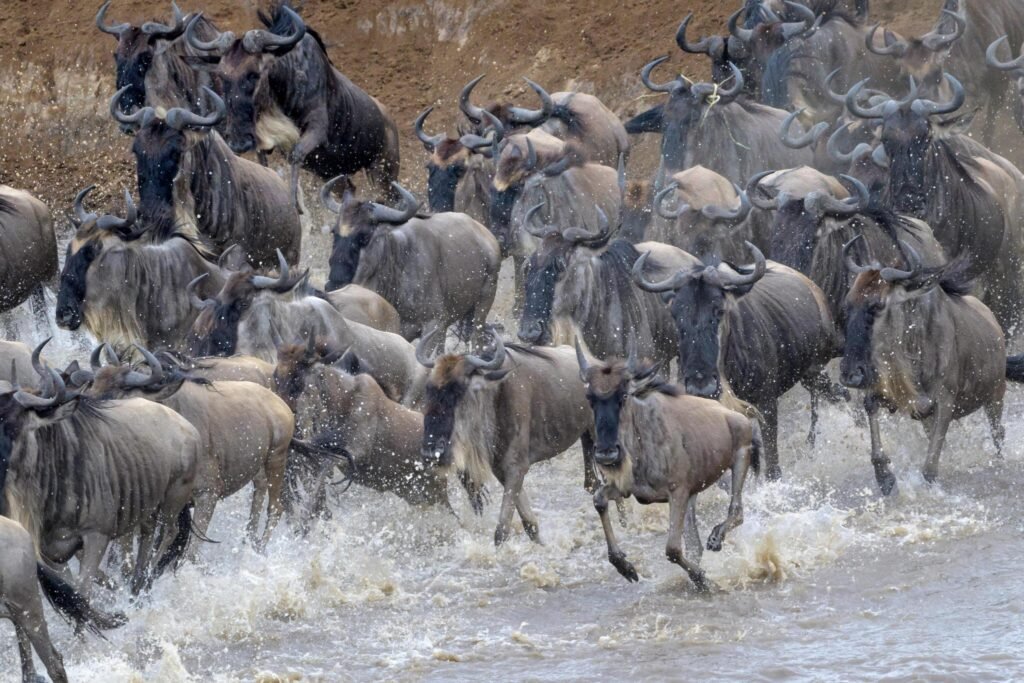 6 days Serengeti and Ngorongoro crater Tanzania safari