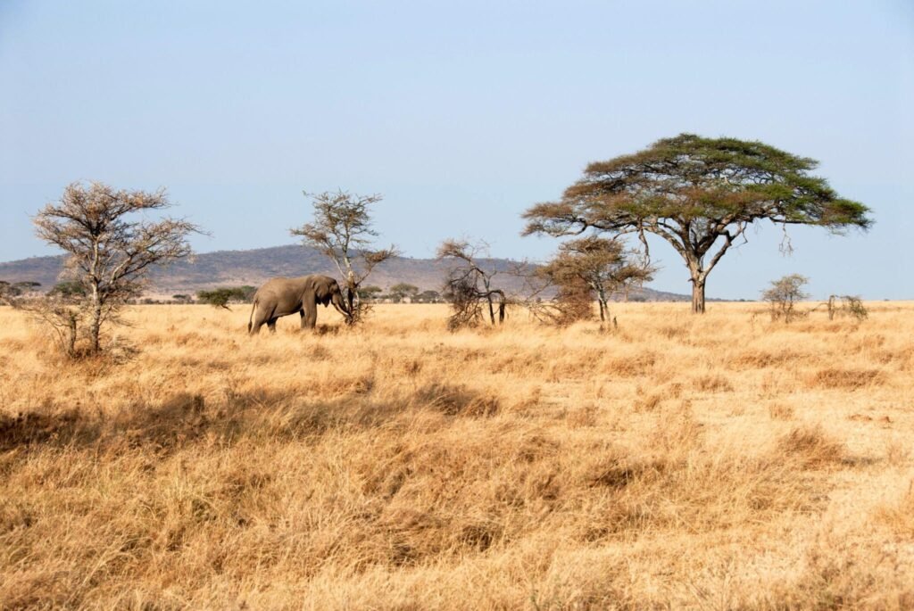African Tanzania Safari from the UK on Tour Holidays for 2025, 2026 African Tanzania Safari from the UK