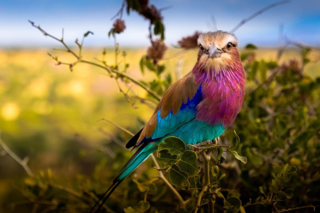 Tarangire Safari-Best Wildlife Experience