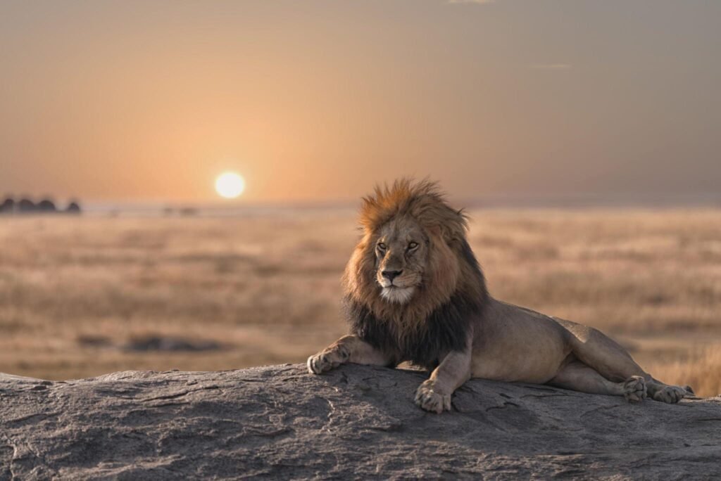 The top Best Serengeti Safari Tours