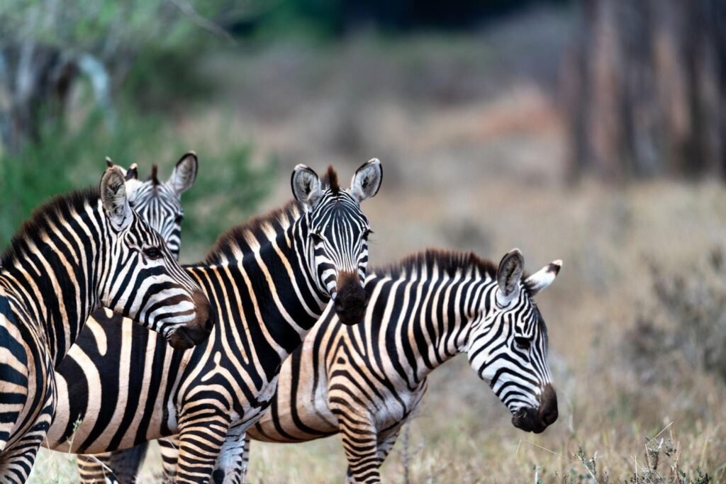 Top best Places to See Zebras in Tanzania 