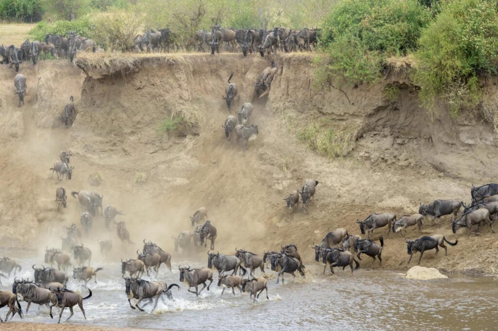 Best Months for Wildebeest Migration in Tanzania Best Months for Wildebeest Migration