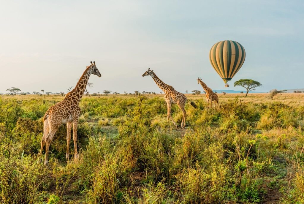 Activities You Can Do on an African Safari