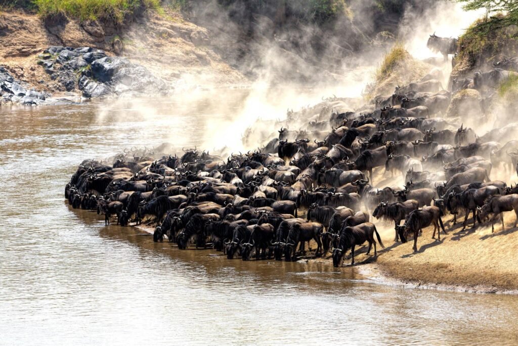 Top 5 Places for Wildebeest Migration in Tanzania Top 5 Places for Wildebeest Migration in Tanzania