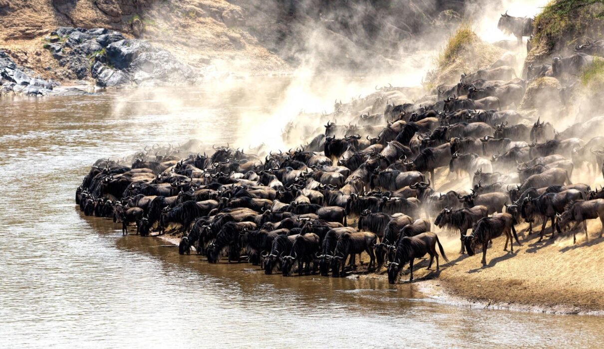 9-days Serengeti wildebeest migration