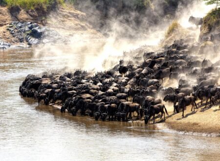 9-days Serengeti wildebeest migration