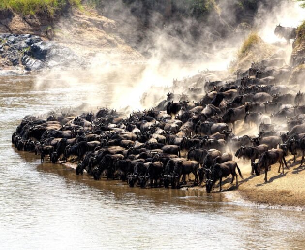 9-days Serengeti wildebeest migration