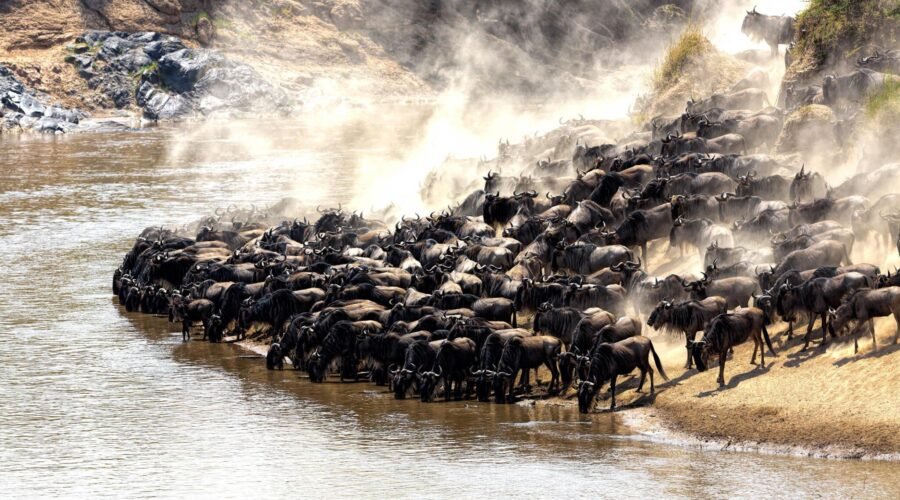 9-days Serengeti wildebeest migration