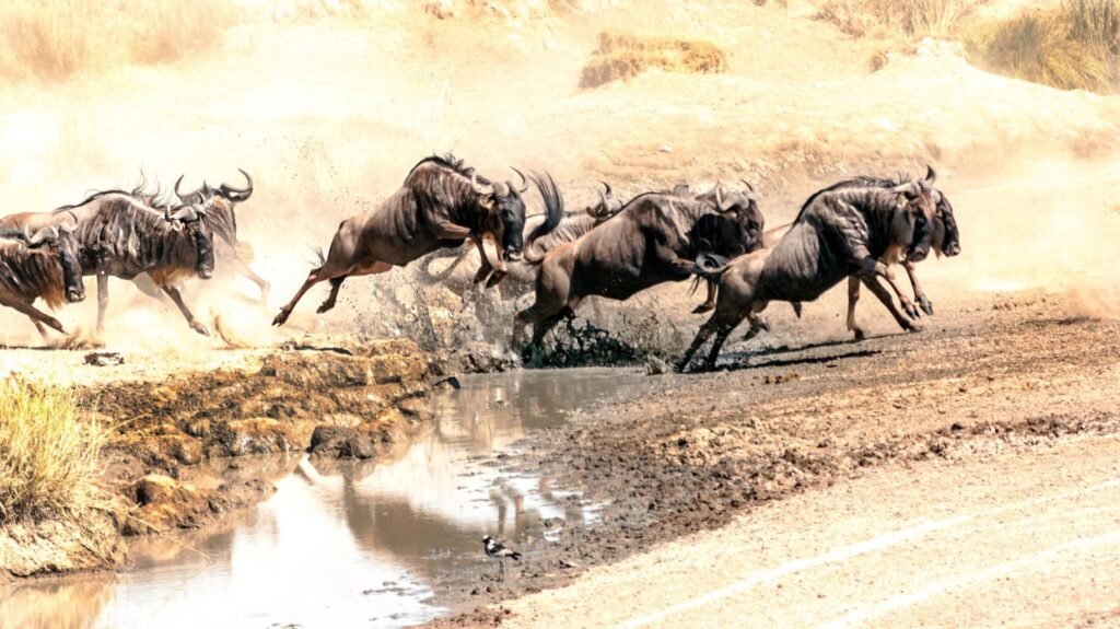 5 Days Serengeti Wildebeest Migration Safari 2025 5 Days Serengeti Wildebeest Migration Safari 2025