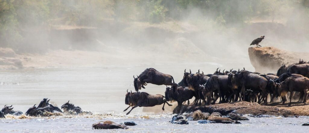 Why You Should See the Wildebeest Migration