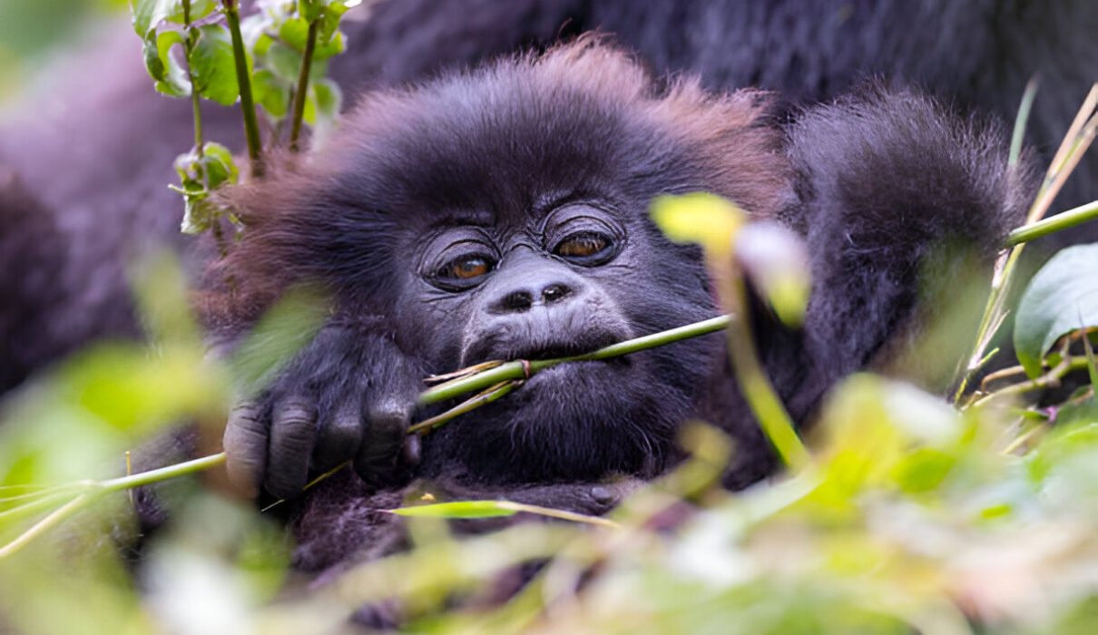 Gorilla Trekking in Uganda: The Ultimate 2025 Guide