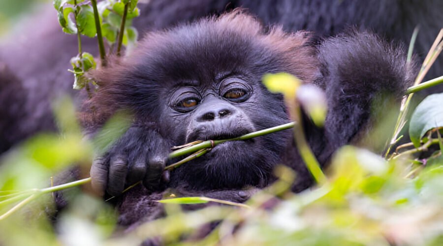 Gorilla Trekking in Uganda: The Ultimate 2026 Guide