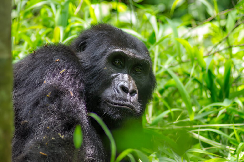 The best Gorilla Trekking in Uganda The Ultimate 2025 Guided