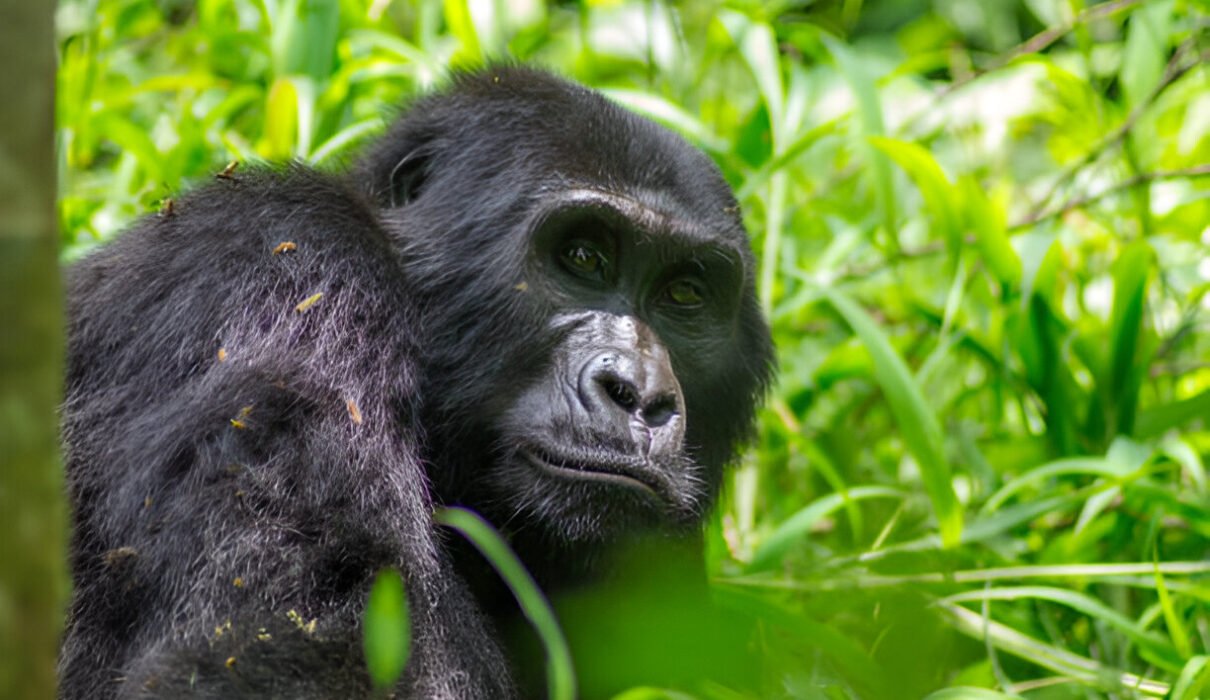 The best Gorilla Trekking in Uganda The Ultimate 2025 Guided