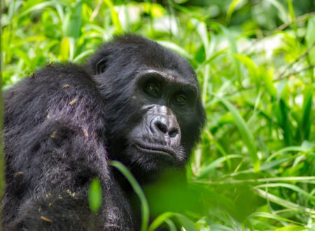 The best Gorilla Trekking in Uganda The Ultimate 2025 Guided