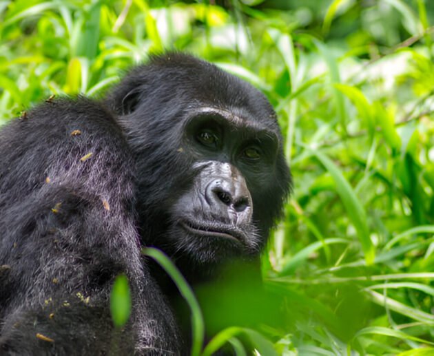 The best Gorilla Trekking in Uganda The Ultimate 2026 Guided