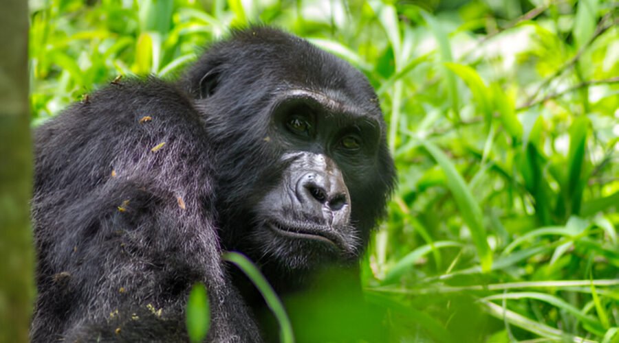The best Gorilla Trekking in Uganda The Ultimate 2026 Guided