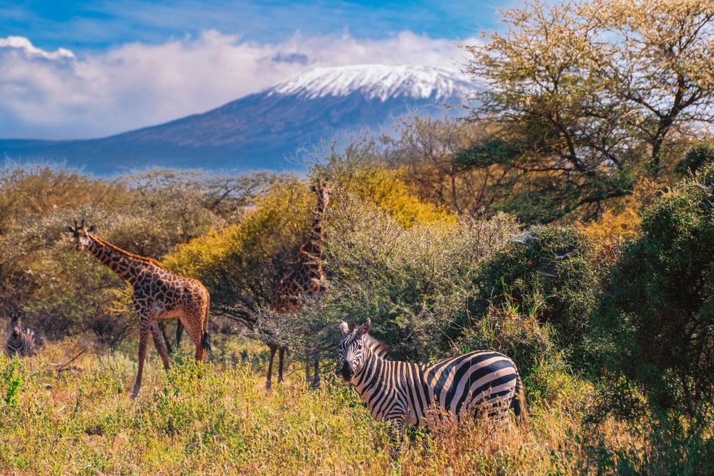Tanzanie Safari: Your Ultimate Wildlife Adventure in 2027 & 2028