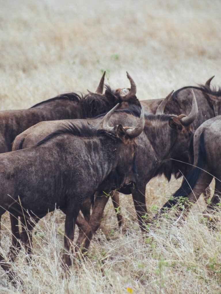 Discover the Magic of Tanzania’s Wildebeest Migration