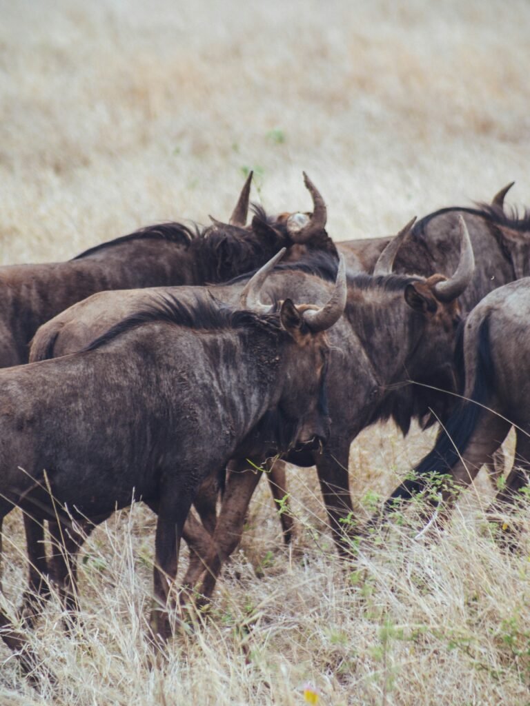 The best Complete 5-Days Serengeti Migration Adventure 2025/2026 5-Days Serengeti Migration Adventure 2025/2026