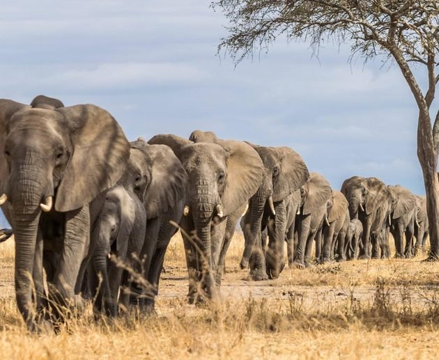 Tanzania Safari vs. Kenya Safari: Which Is Best for 2027?