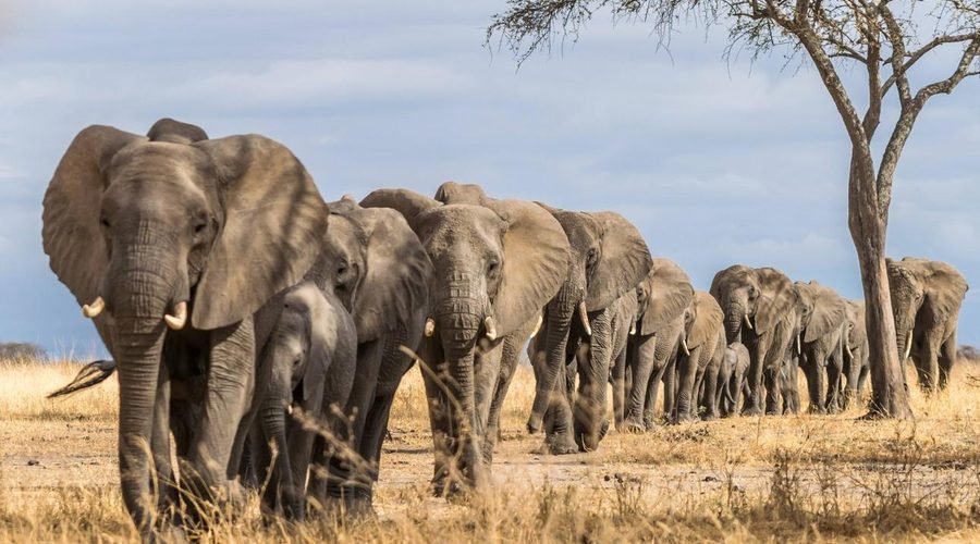 Tanzania Safari vs. Kenya Safari: Which Is Best for 2027?