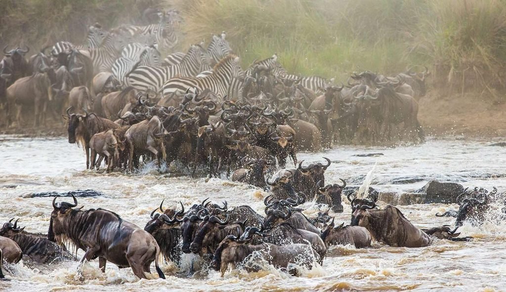Best Months for a Tanzania Safari in 2027 & 2028: Wildlife Encounters, Weather and Travel Tips Best Months for a Tanzania Safari in 2027 & 2028: Wildlife Encounters, Weather and Travel Tips