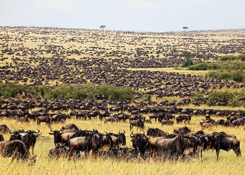 The Best Months for a Tanzania Wildlife Safari in 2027 and 2028: Complete Month-by-Month Guide